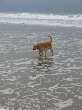 Koira rannalla.