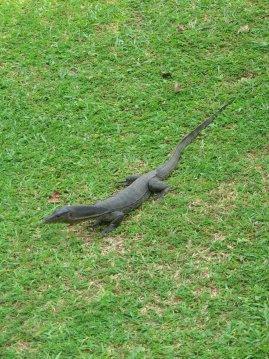 Iguana hotellin nurmikolla.
