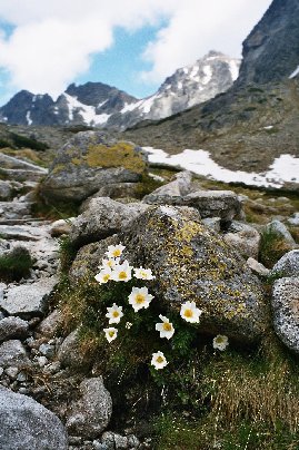 Kukkia vuoren rinteill.